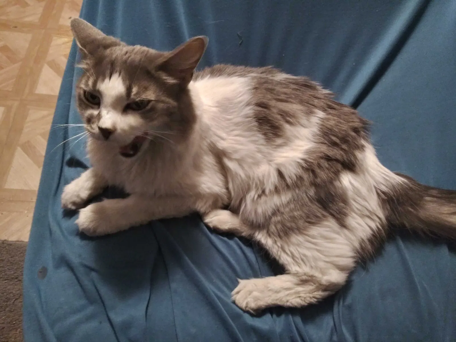 Lost cat in Phoenix, AZ, 85019