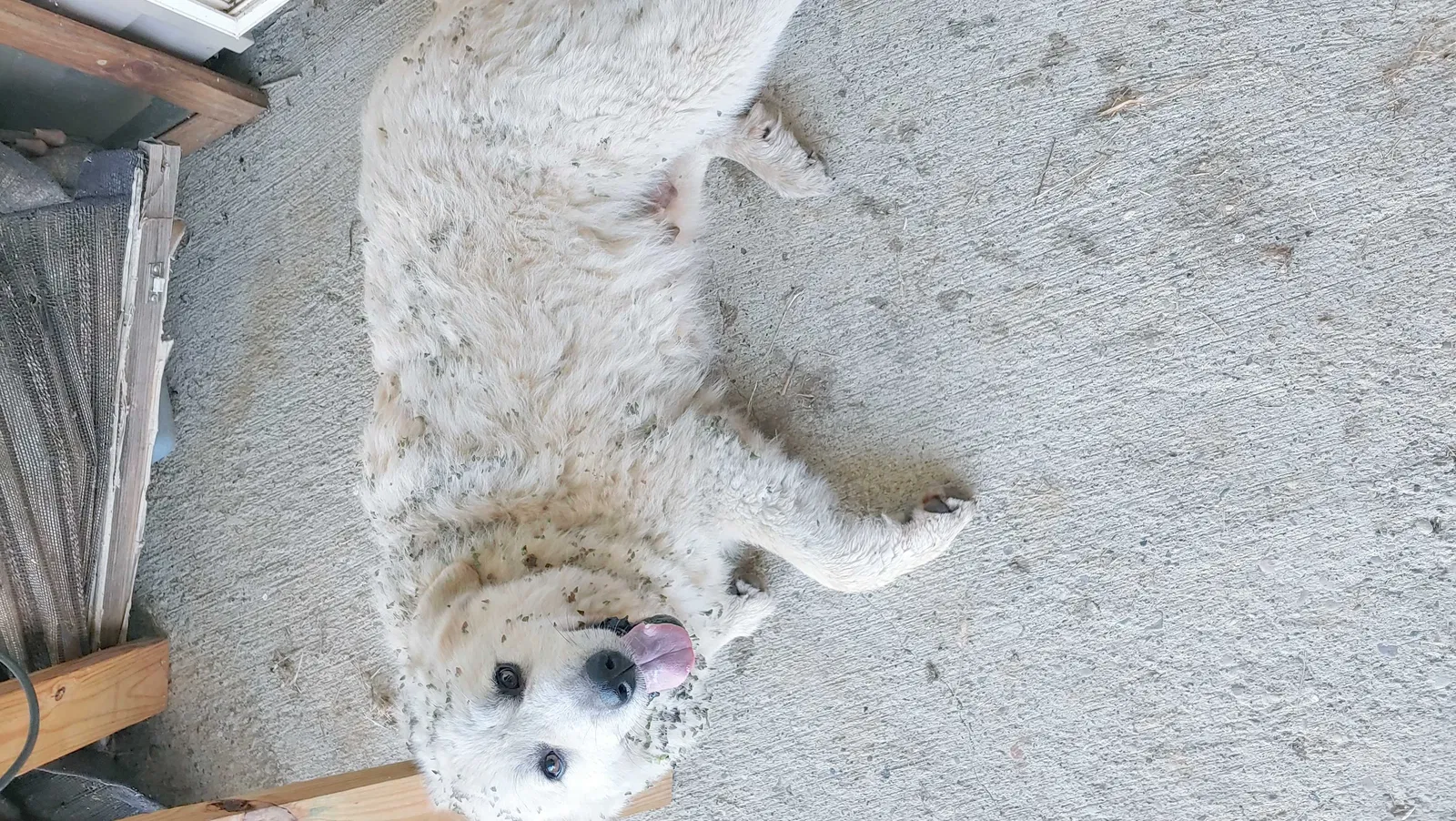 Found dog in Sadieville, KY, 40370