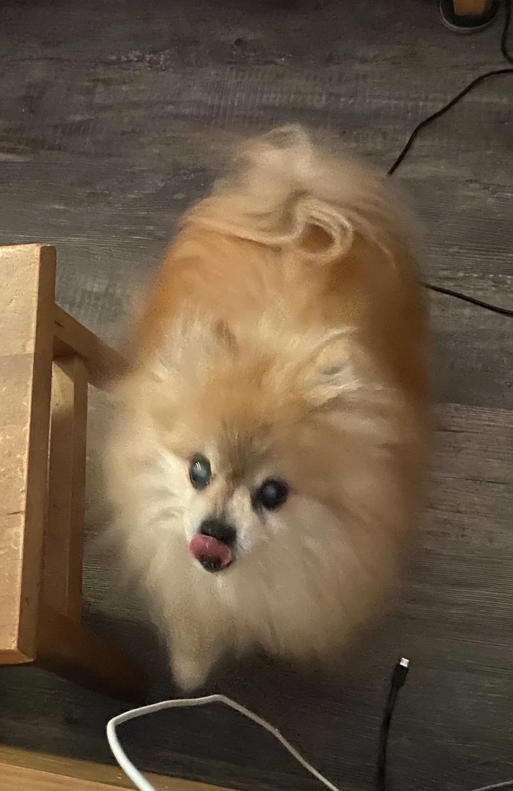 Lost dog in East Haven, CT, 6512