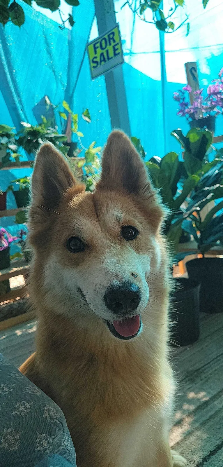 Lost dog in Hemet, CA, 92543