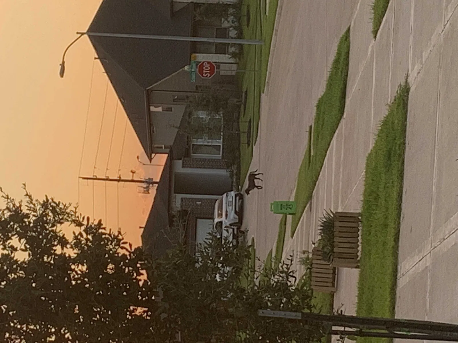 Found dog in Katy, TX, 77494