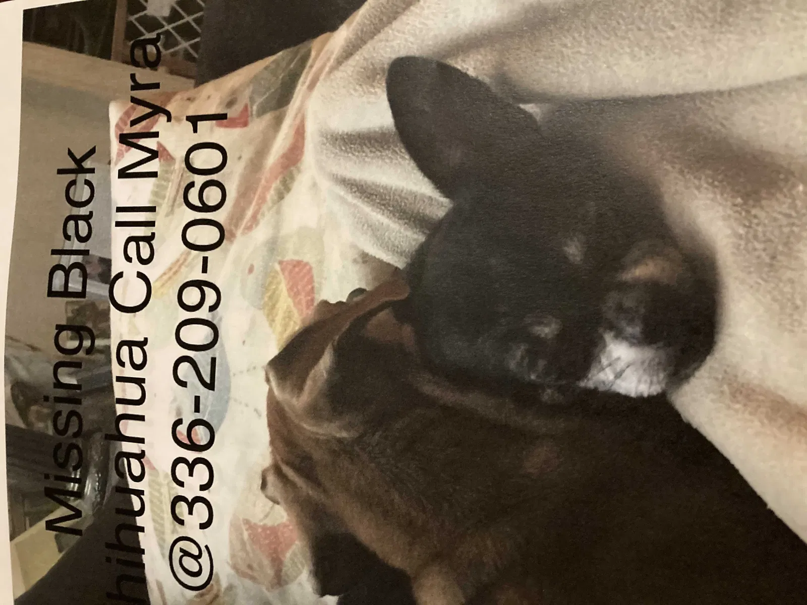 Lost dog in Greensboro, NC, 27408