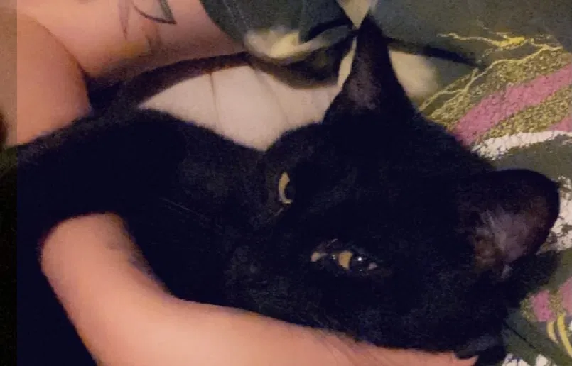Lost cat in Pageland, SC, 29728