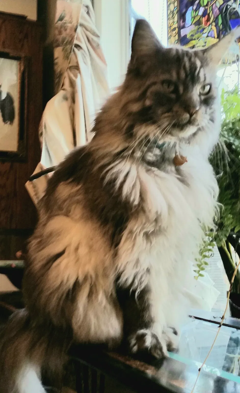 Lost cat in Gallup, NM, 87301