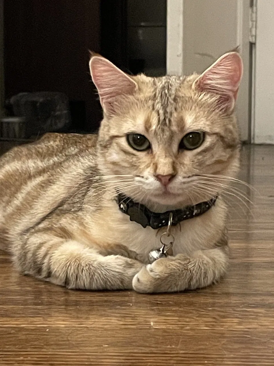 Lost cat in Sacramento, CA, 95820