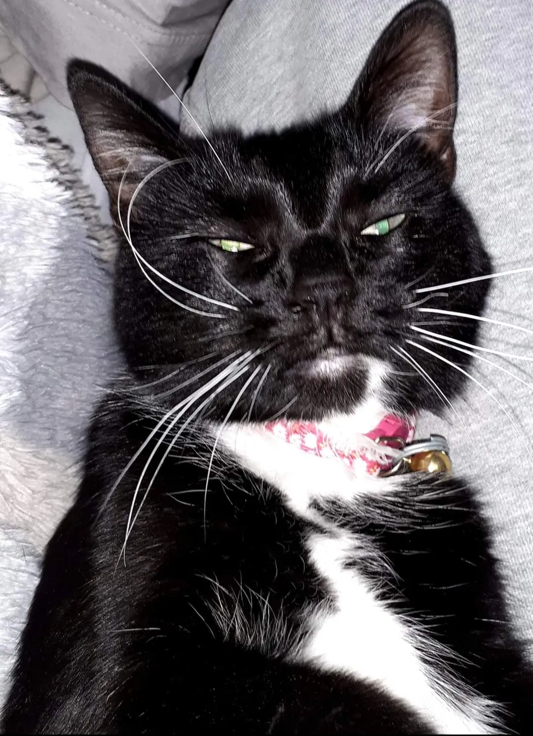 Lost cat in Baldwin, WI, 54002
