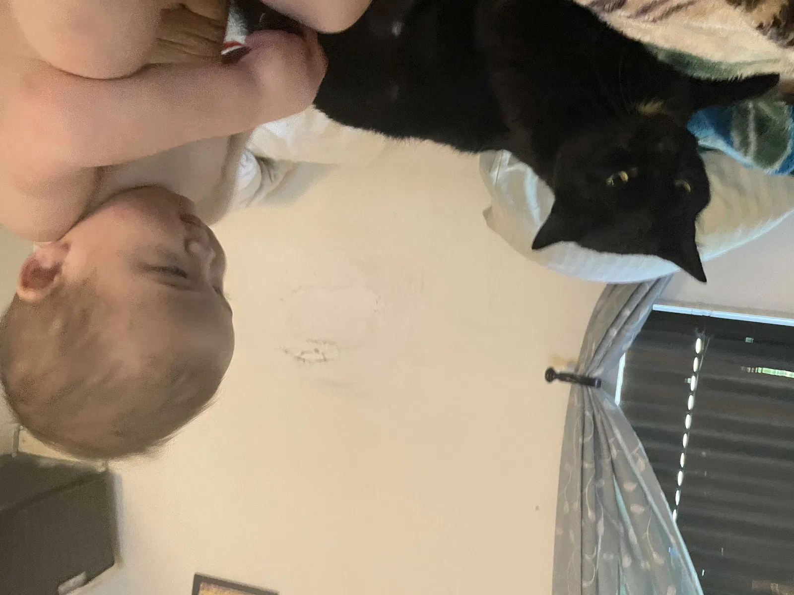 Lost cat in Hilliard, OH, 43026