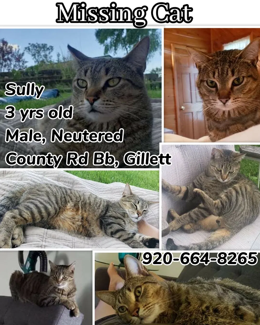 Lost cat in Gillett, WI, 54124