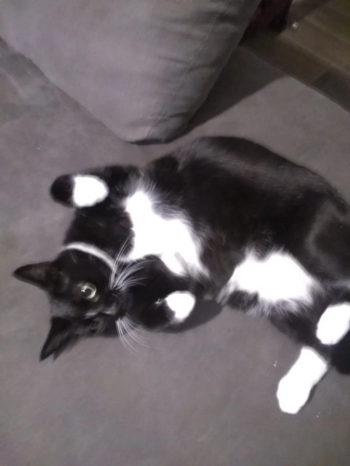 Lost cat in Beaumont, TX, 77706