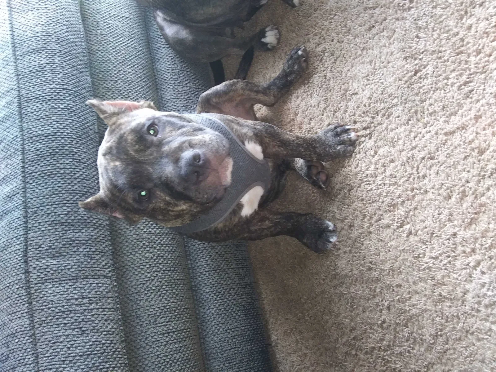 Lost dog in Kokomo, IN, 46901