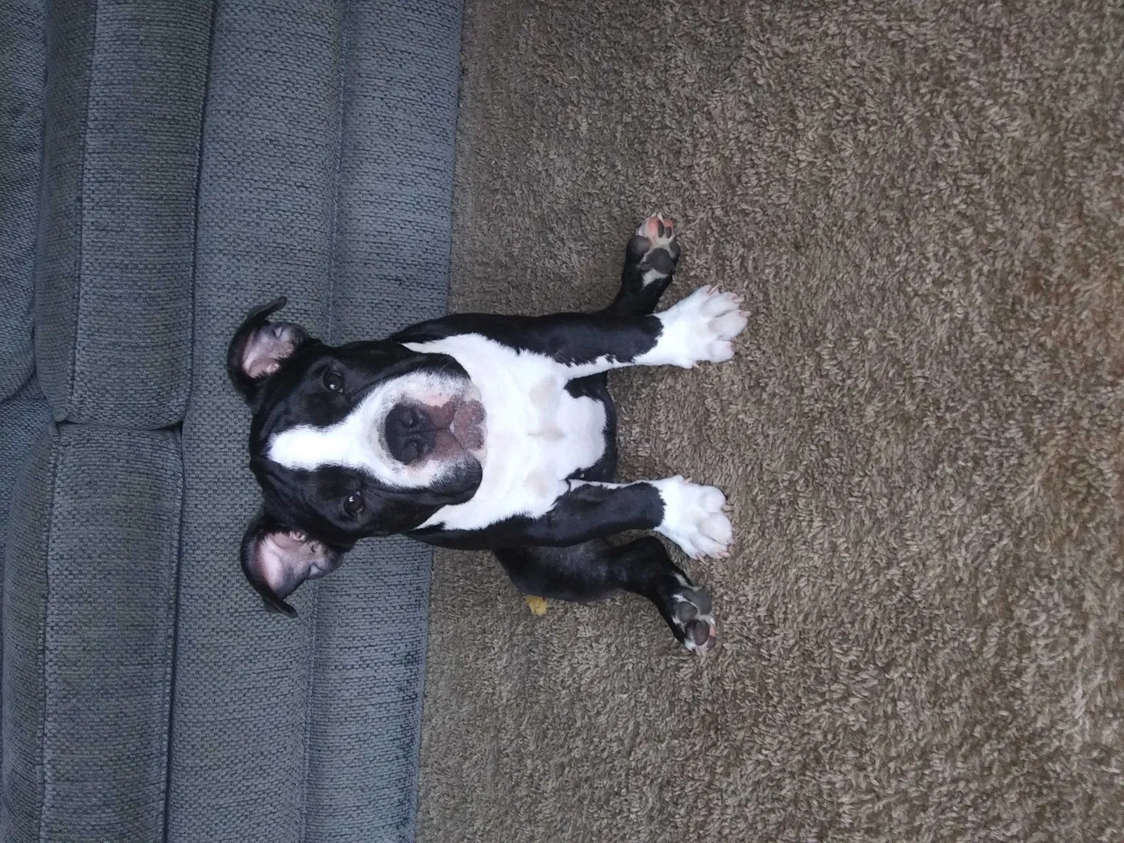 Lost dog in Kokomo, IN, 46901