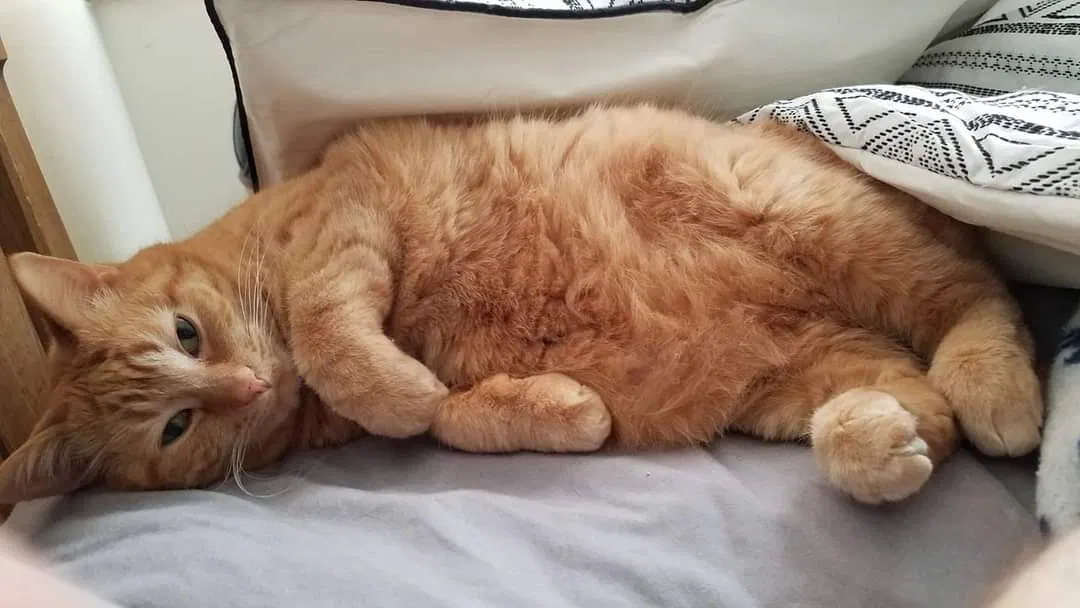 Lost cat in Mason, MI, 48854