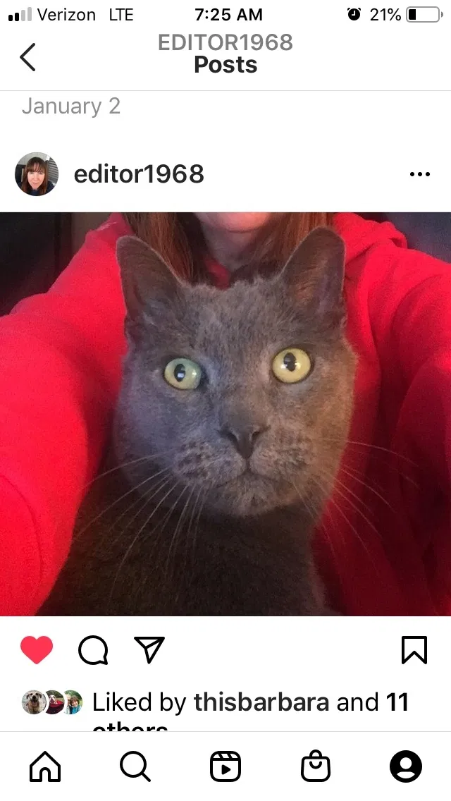 Lost cat in Saddle Brook, NJ, 7663