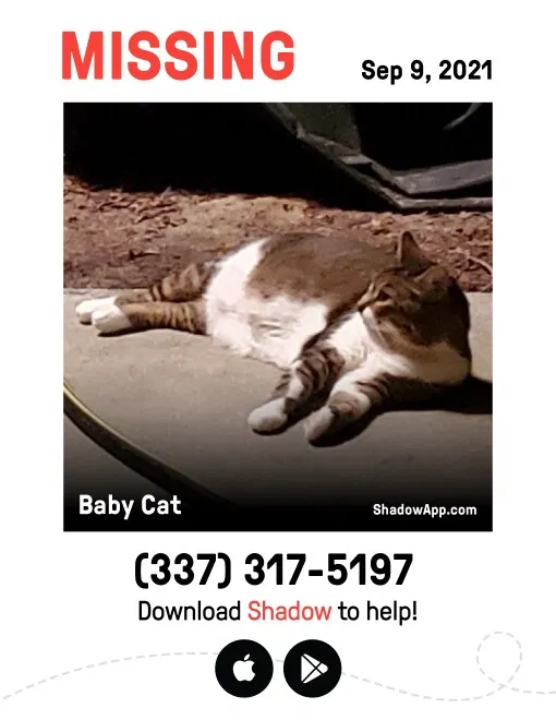 Lost cat in Heath Springs, SC, 29058