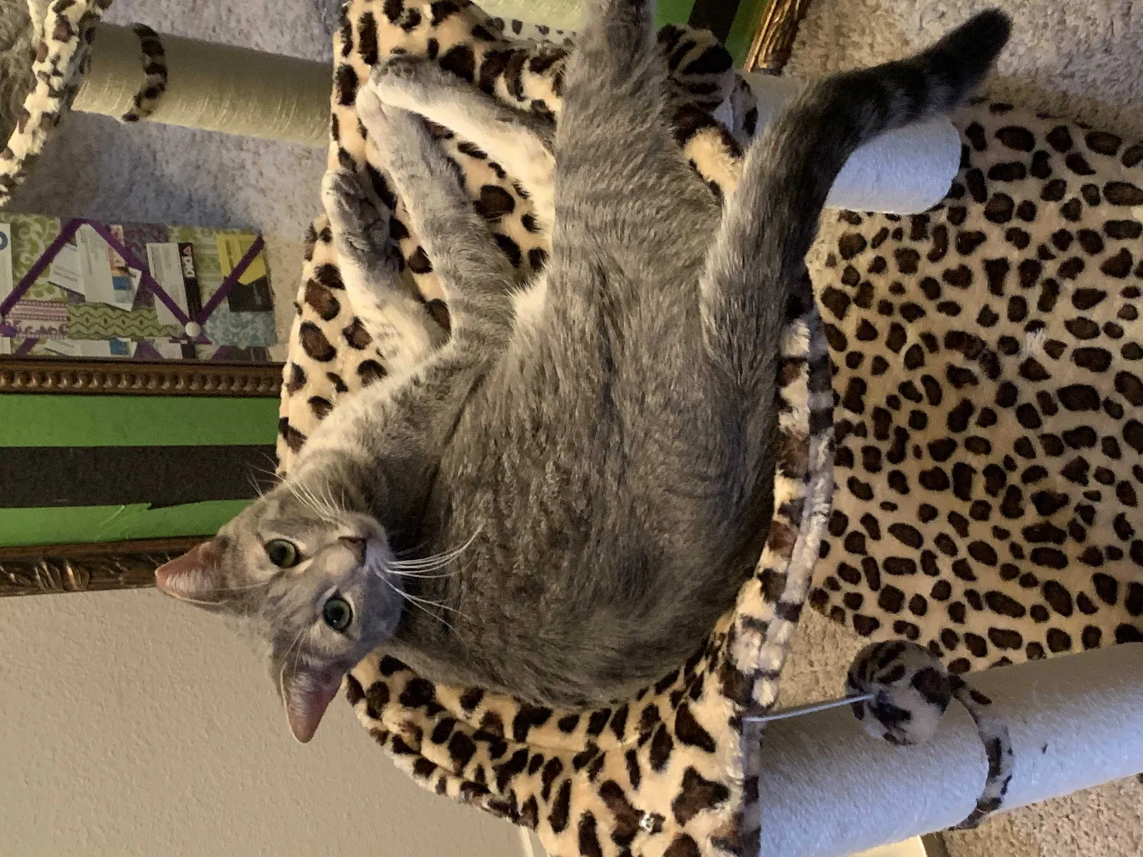 Lost cat in Edgewater, FL, 32141