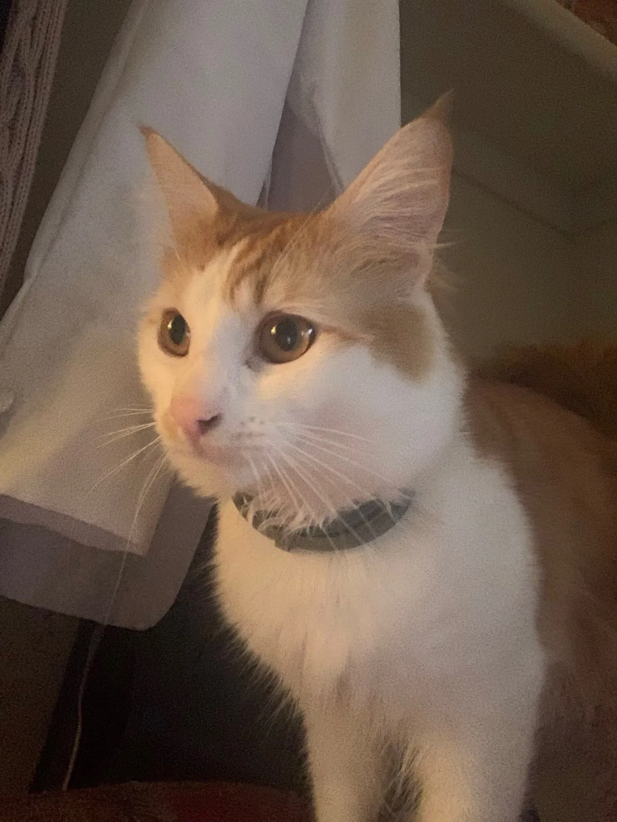 Lost cat in San Diego, CA, 92114