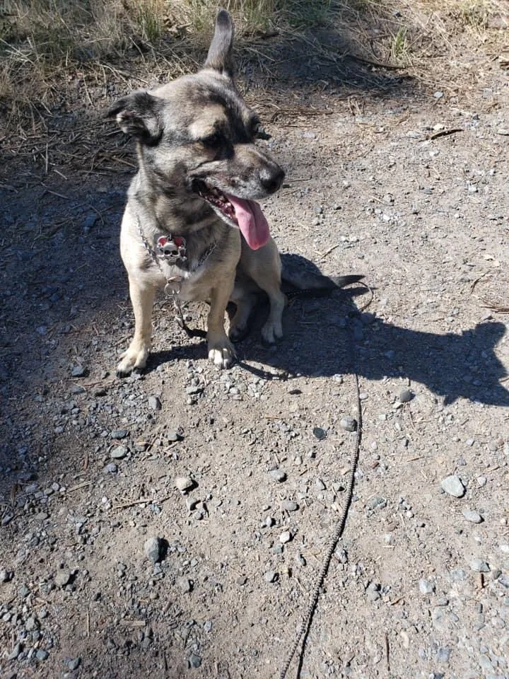 Lost dog in Loomis, CA, 95650