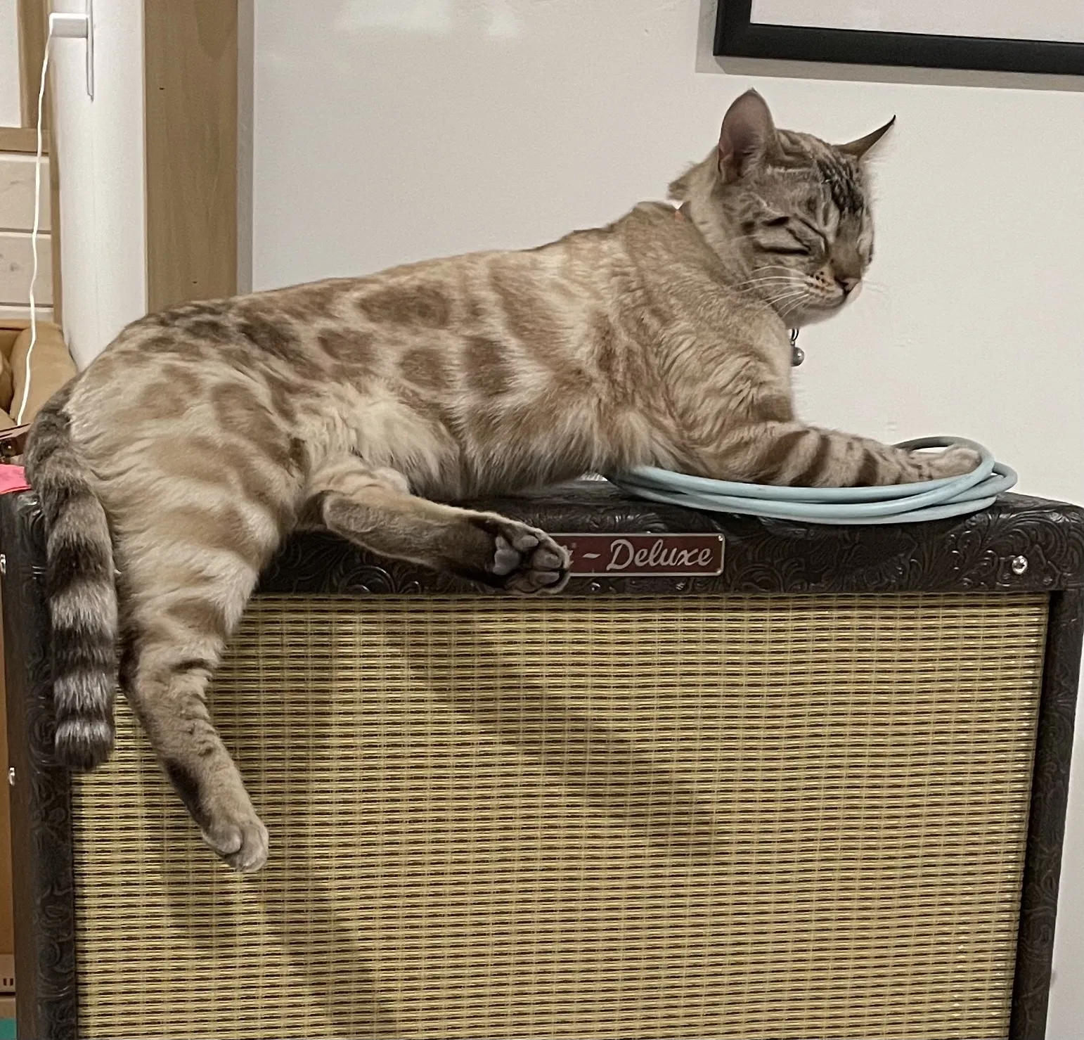 Lost cat in Boise, ID, 83705