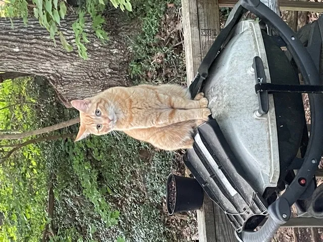 Lost cat in Henderson, NC, 27537