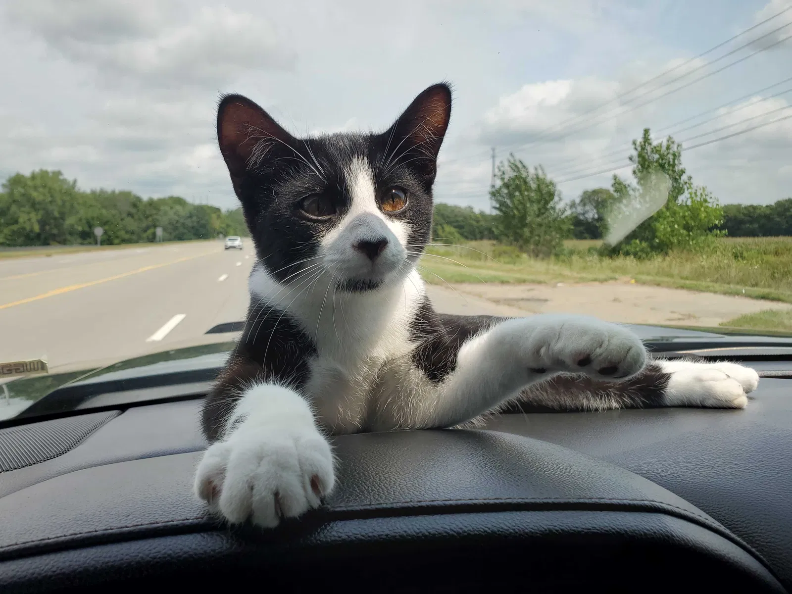 Lost cat in Georgetown, SC, 29440