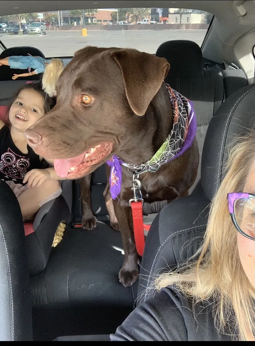 Lost dog in Albuquerque, NM, 87108
