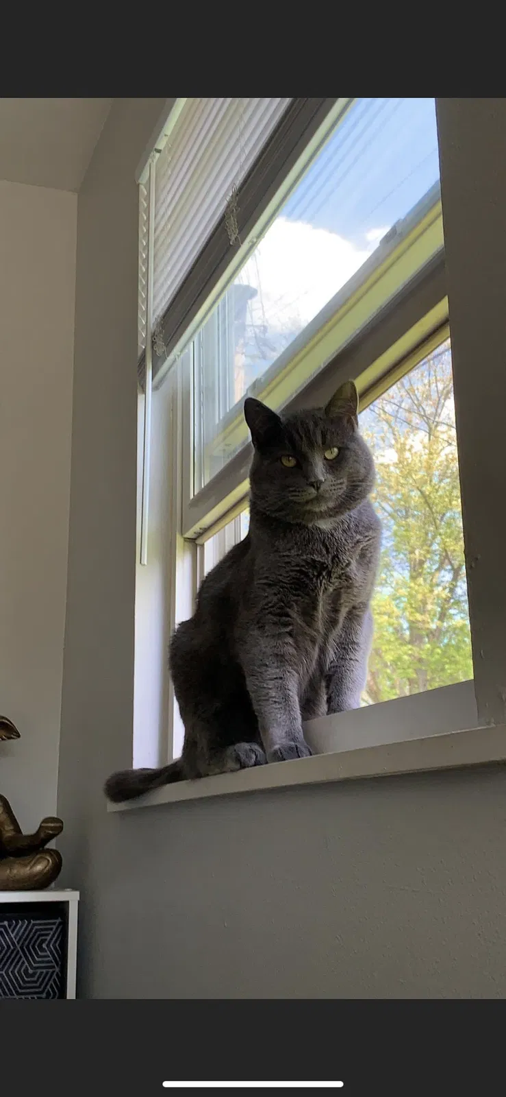 Lost cat in Metamora, IL, 61548