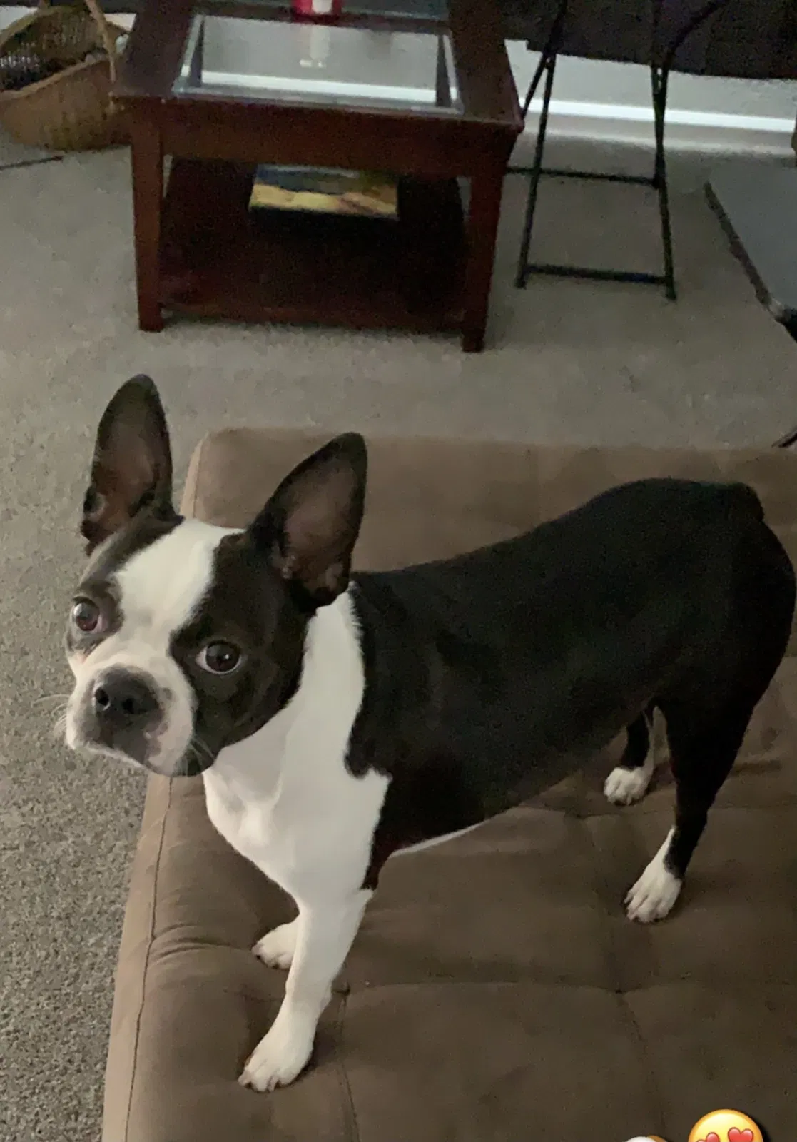Lost dog in Yuba City, CA, 95991