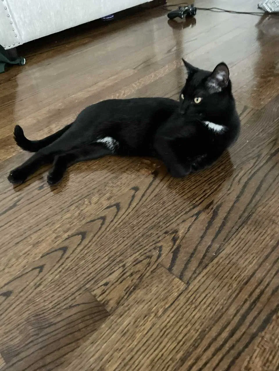 Lost cat in Palos Hills, IL, 60465