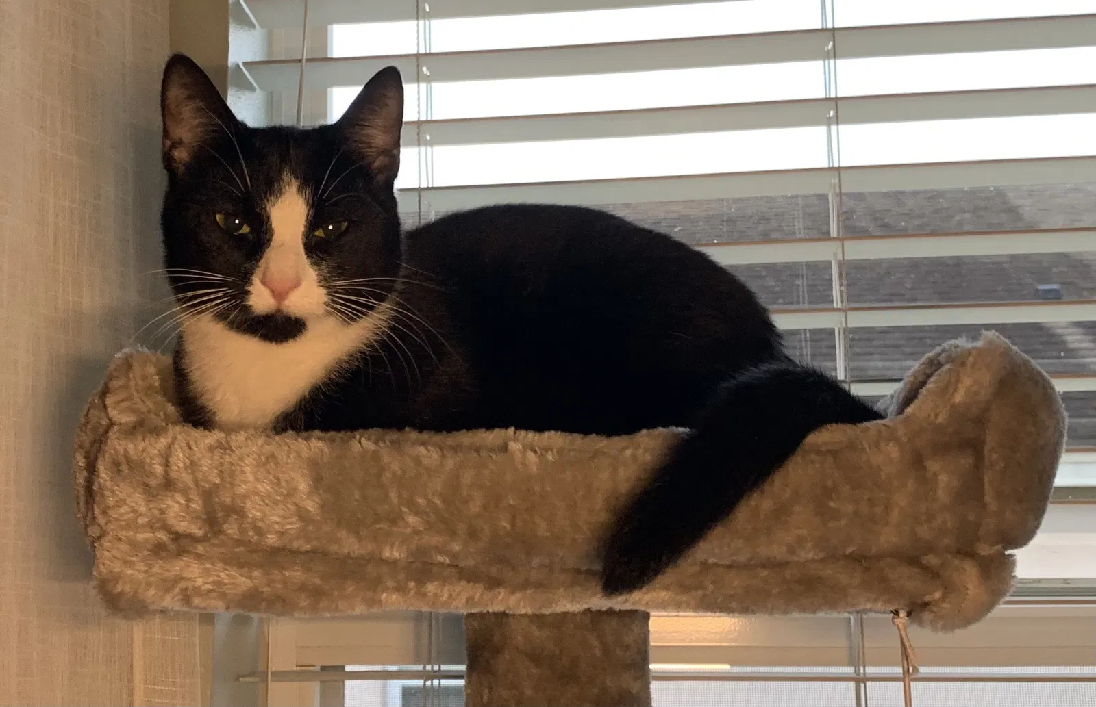 Lost cat in Mount Dora, FL, 32757