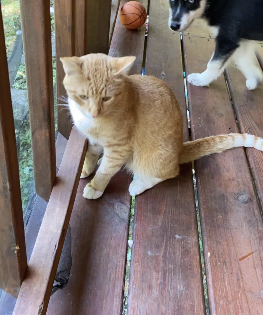 Lost cat in Fultondale, AL, 35068
