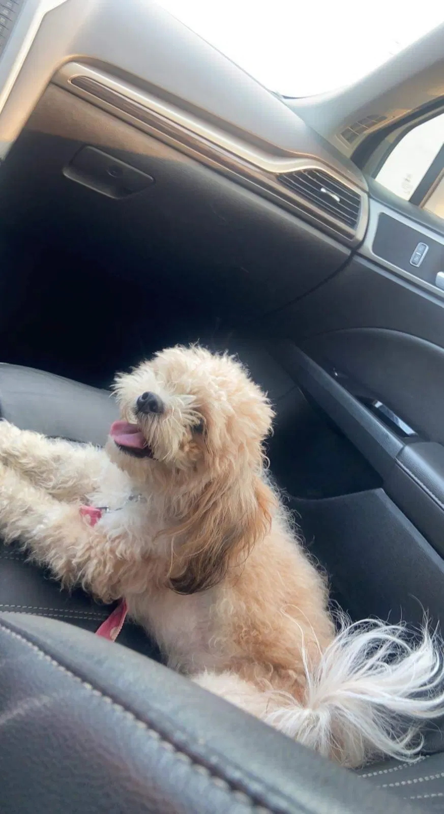 Lost dog in Kansas City, MO, 64119