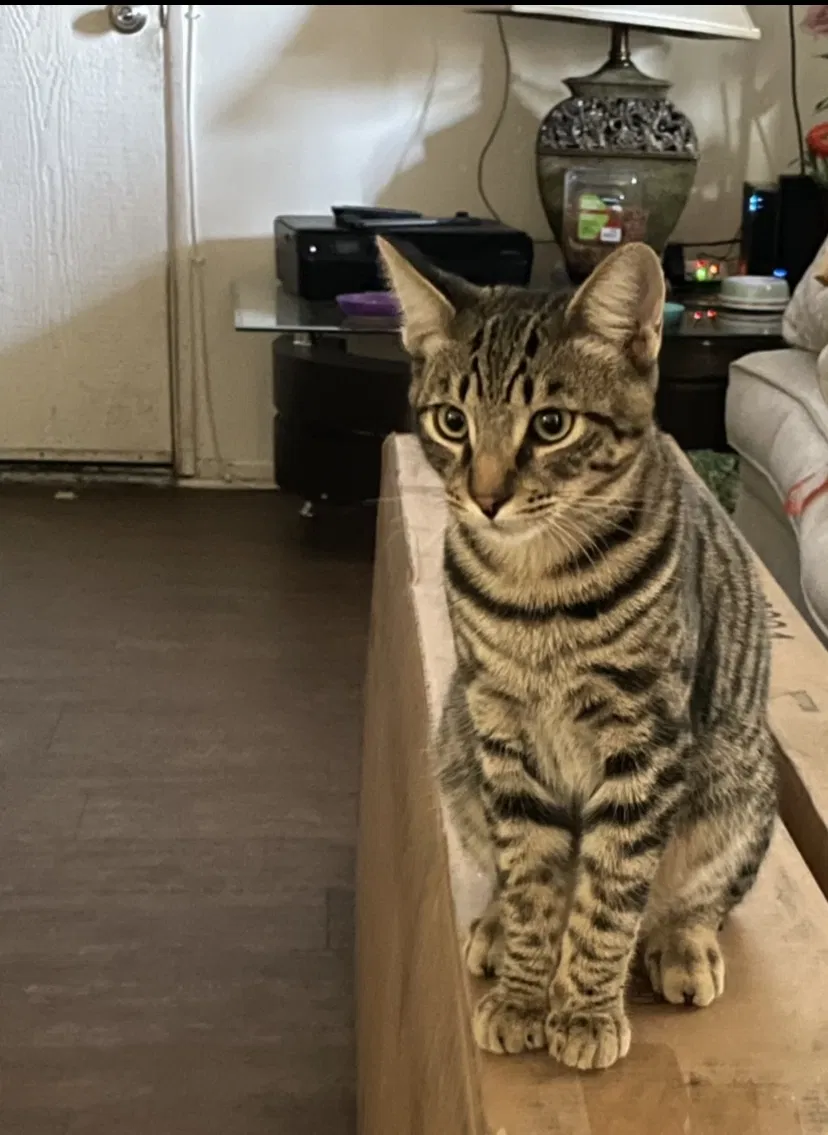 Lost cat in Lake Elsinore, CA, 92530