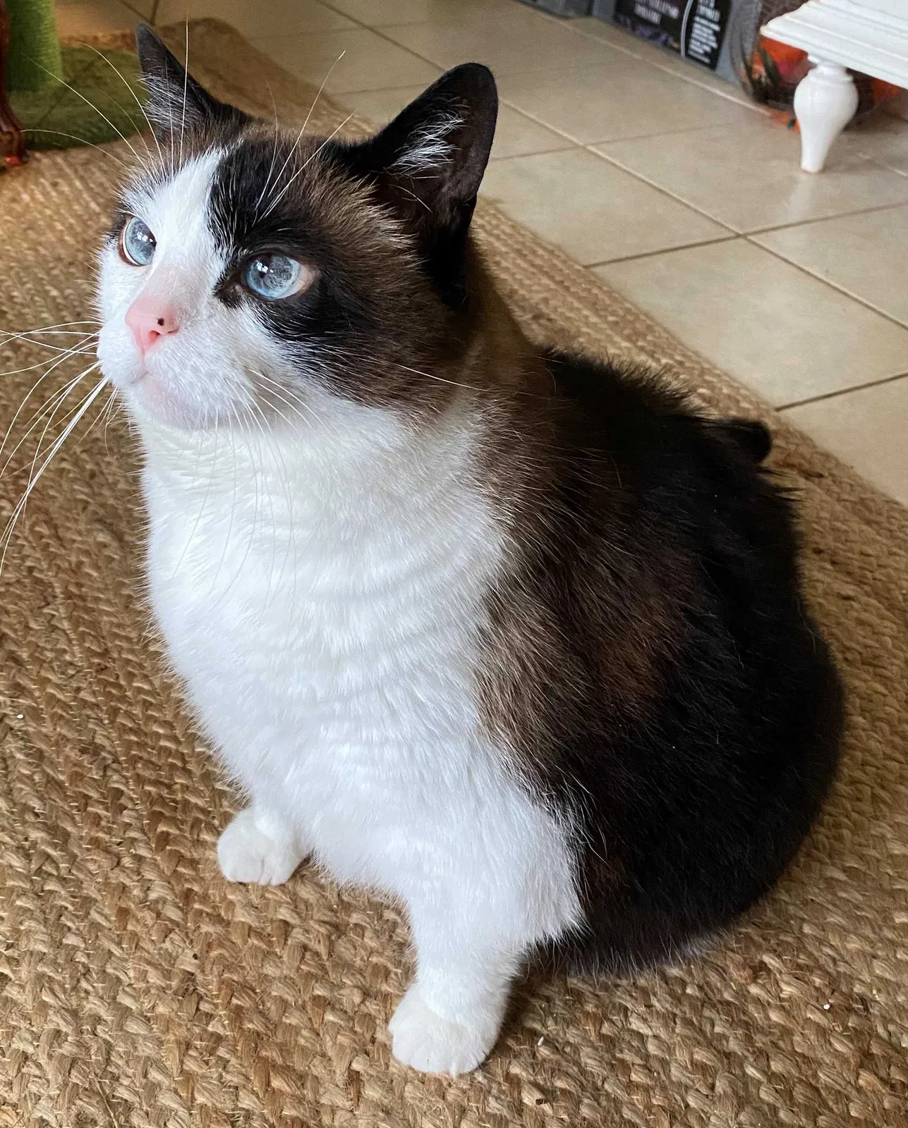 Lost cat in Decatur, GA, 30033