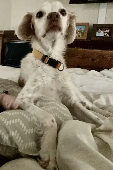 Lost dog in San Antonio, TX, 78247