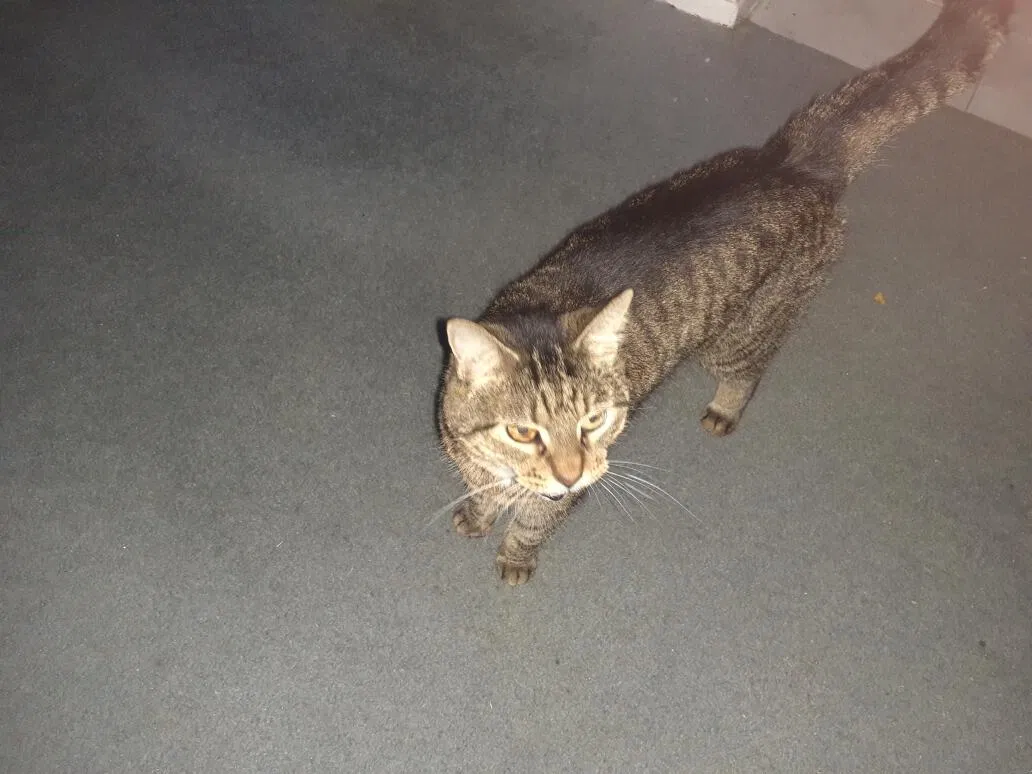 Lost cat in Cape Coral, FL, 33904