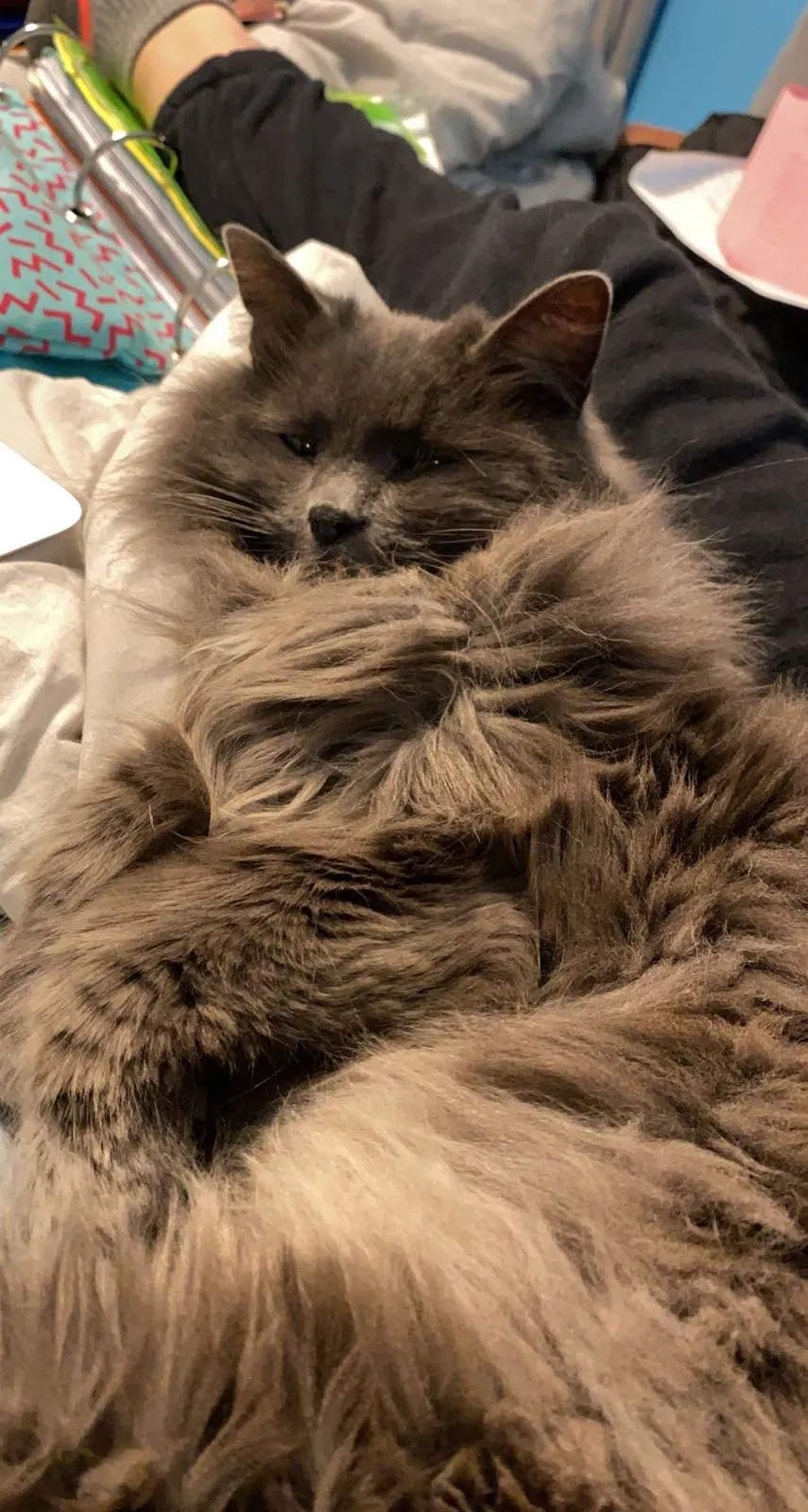 Lost cat in Edinboro, PA, 16412