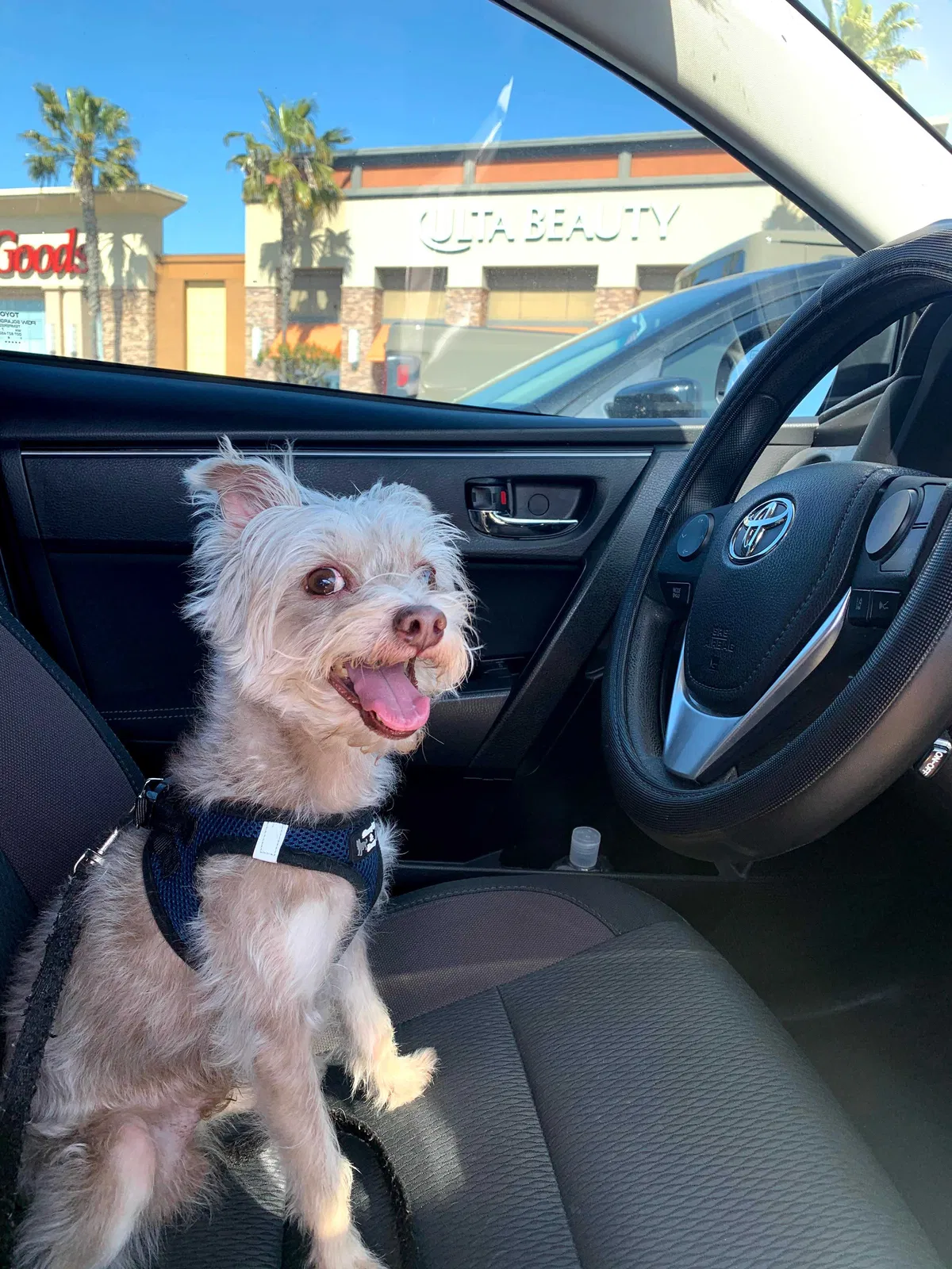 Lost dog in Stockton, CA, 95212