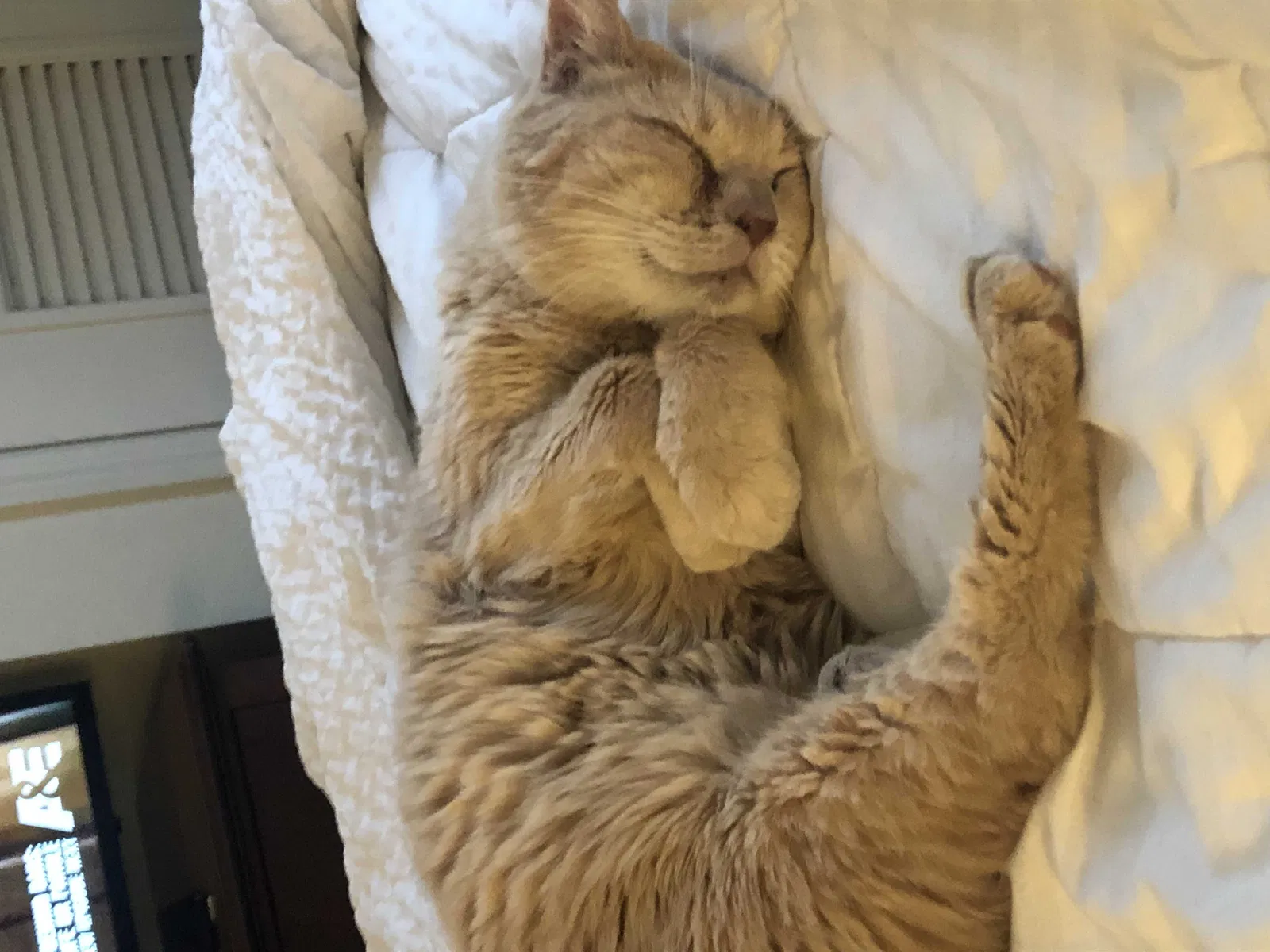 Lost cat in Eagle, ID, 83616