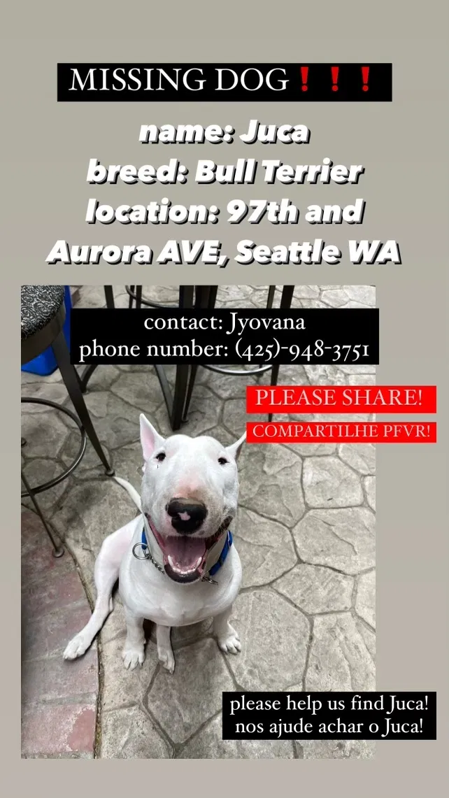 Lost dog in Seattle, WA, 98103