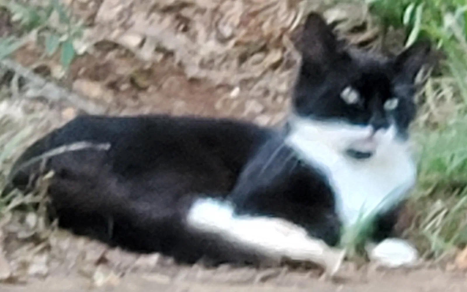 Lost cat in Silver Creek, GA, 30173