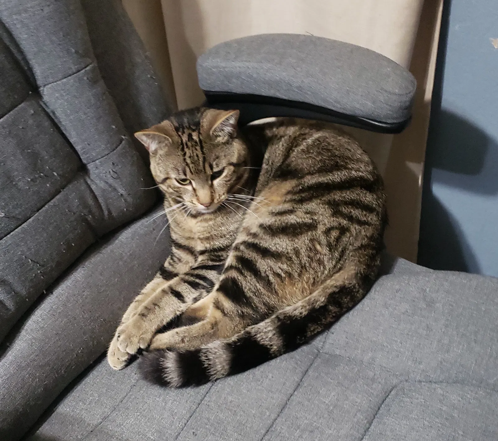Lost cat in Salem, OR, 97301