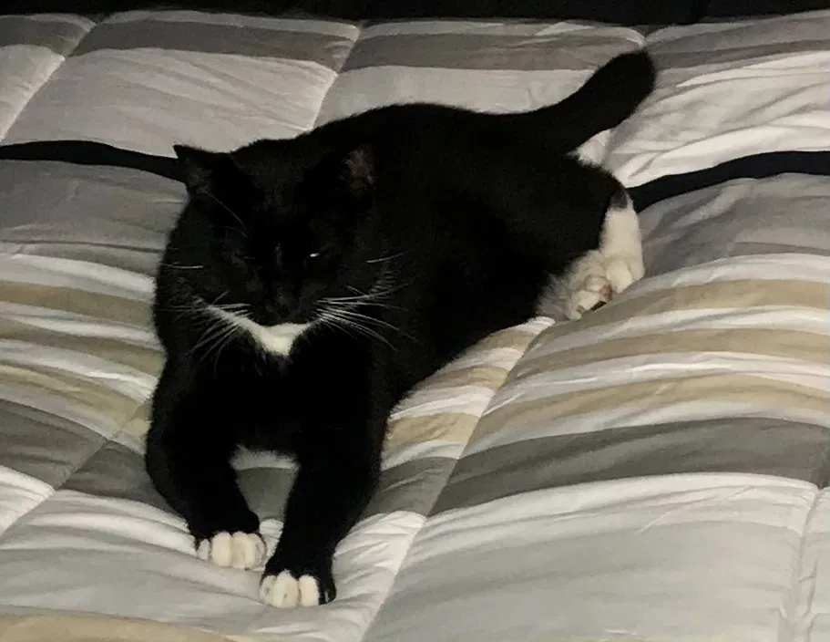 Lost cat in Omaha, NE, 68130