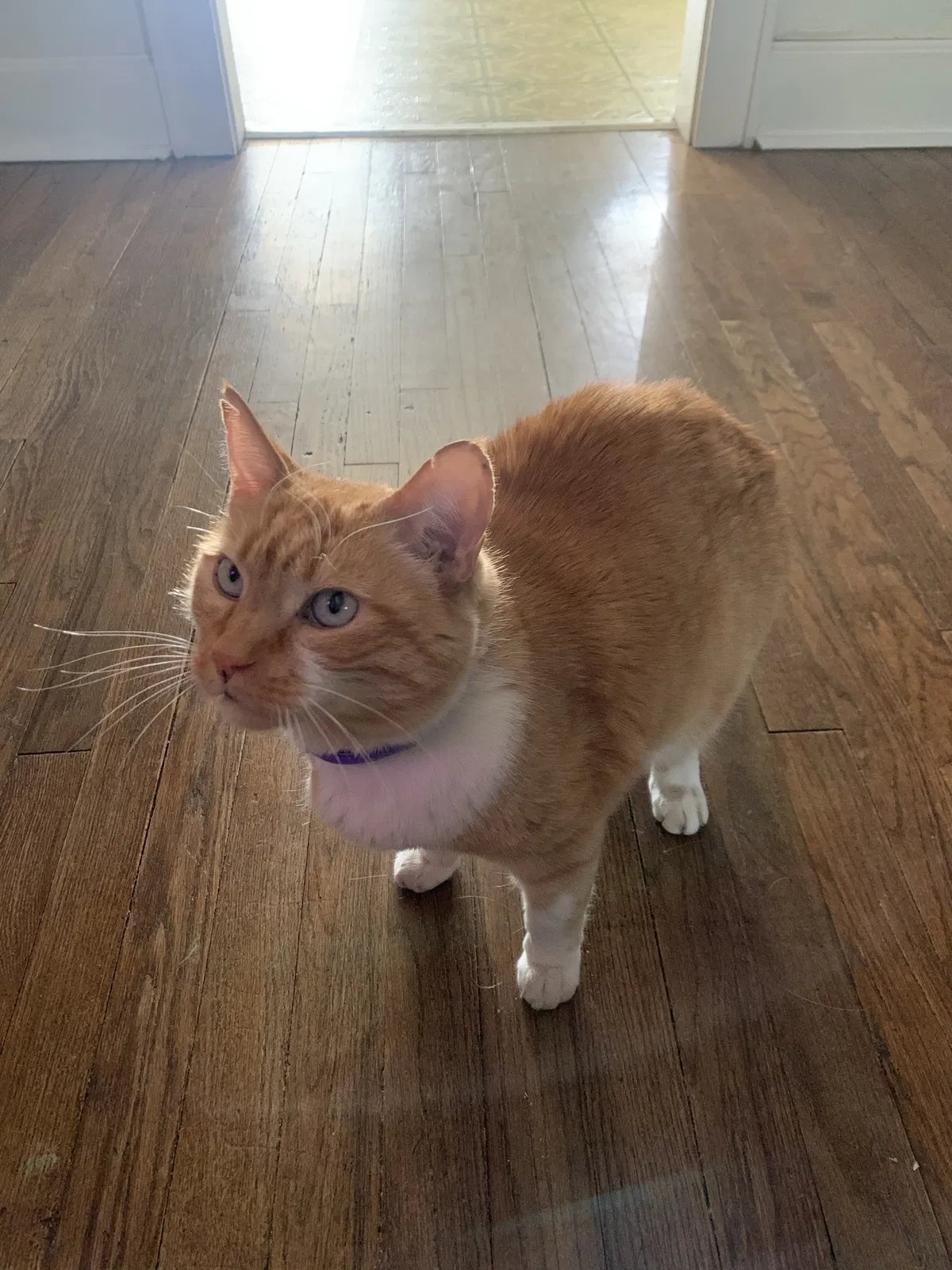 Lost cat in Albuquerque, NM, 87102