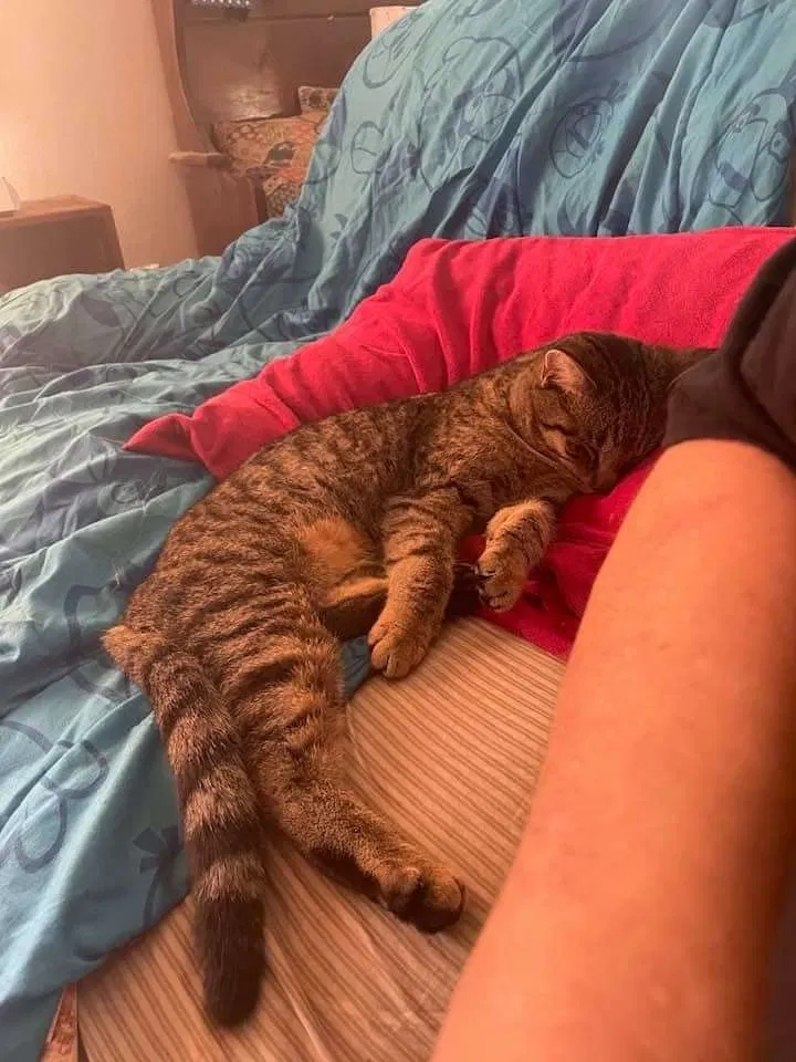 Lost cat in Browns Mills, NJ, 8015
