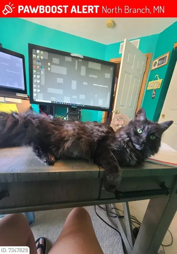 Lost cat in North Branch, MN, 55056
