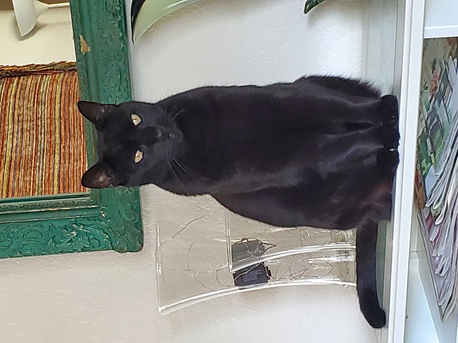 Lost cat in Largo, FL, 33773