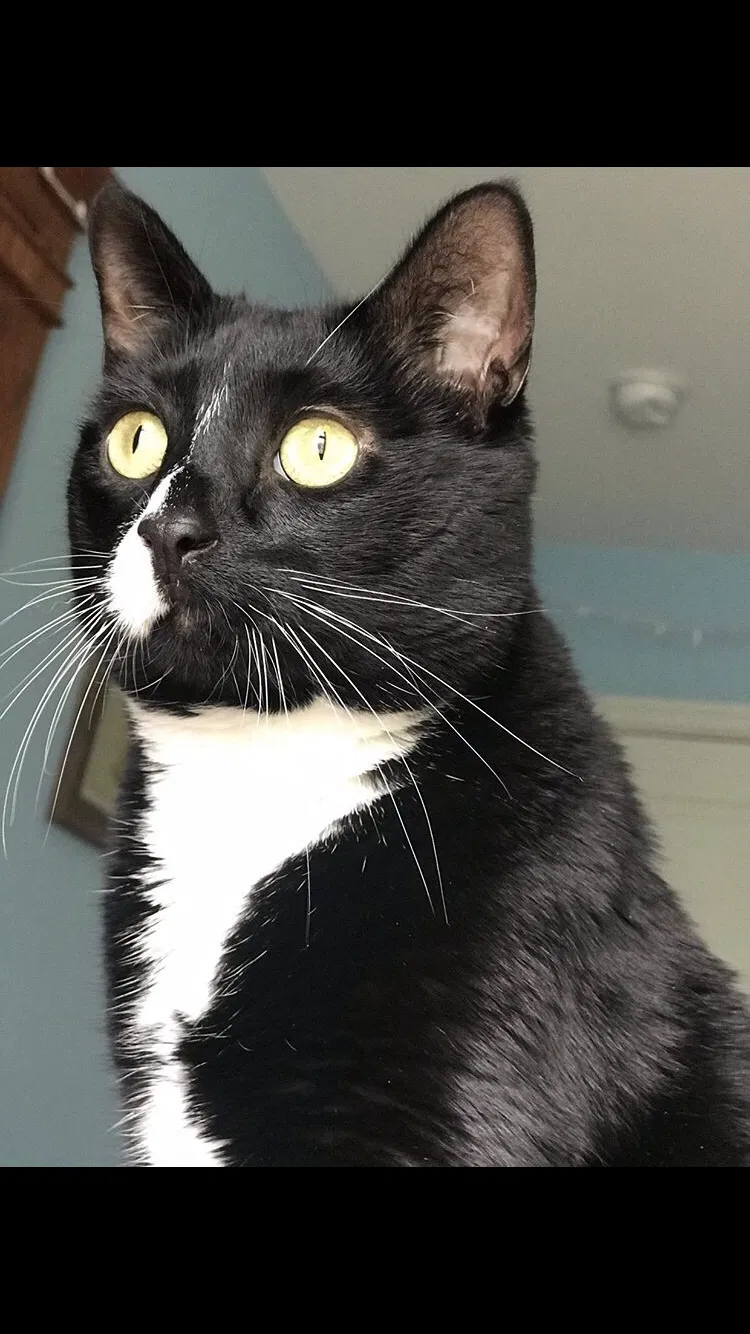 Lost cat in Lake Elsinore, CA, 92532