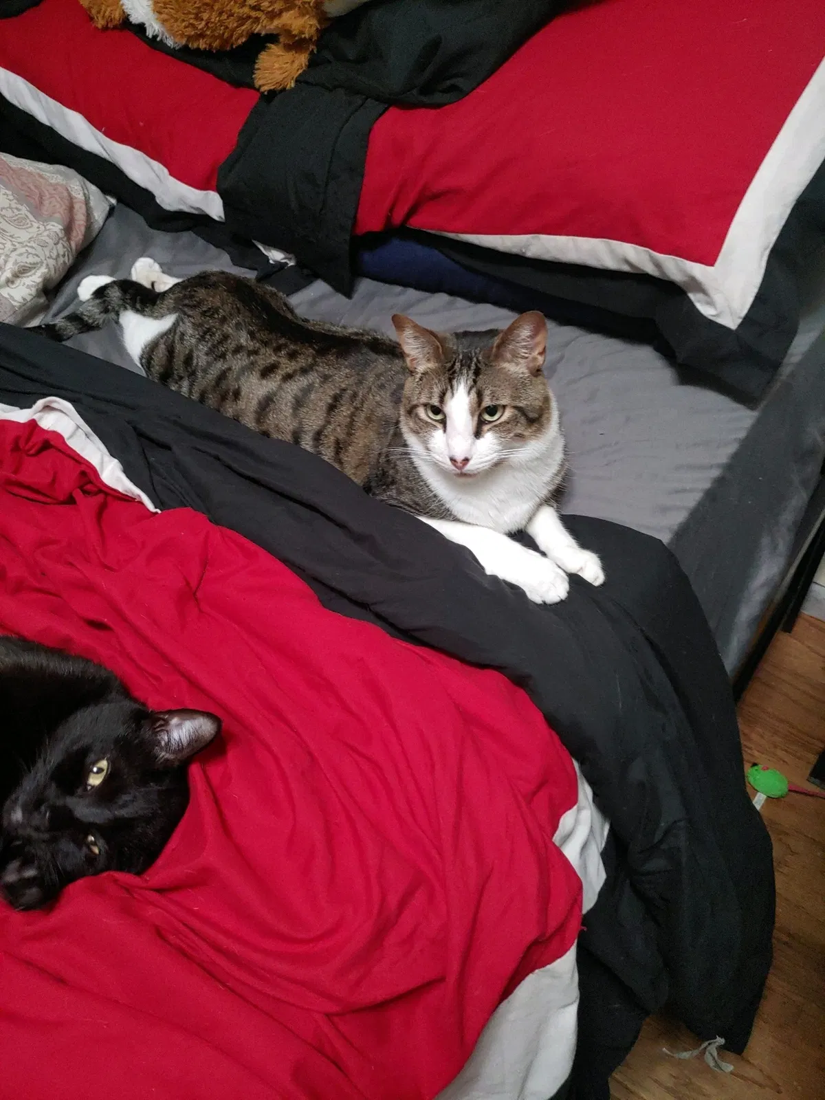 Lost cat in Fallbrook, CA, 92028