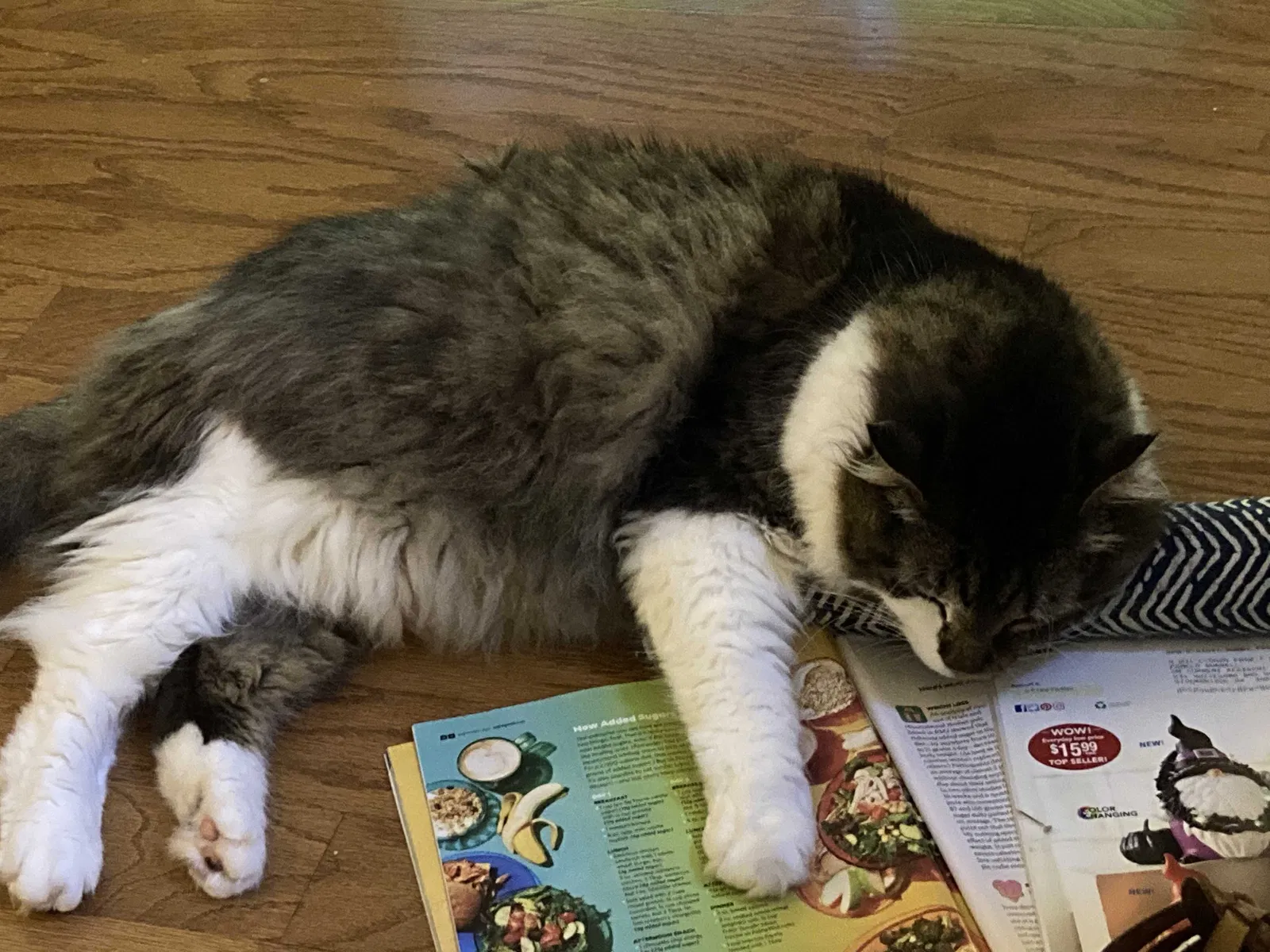 Lost cat in Stockbridge, GA, 30281