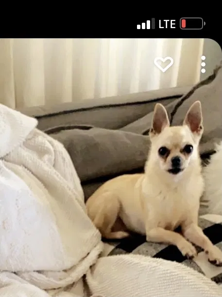 Lost dog in Salem, OR, 97304
